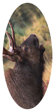 Gone Hunting (Elk)